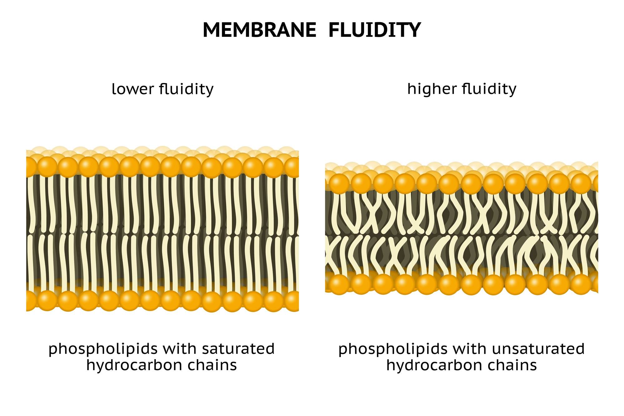 Membrane fluidity. Unsaturated hydrocarbon chains. Saturated hydrocarbon chains. Lipid bilayer