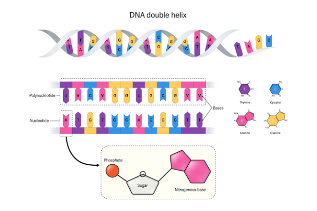 Struture of DNA double helix. Nucleotide and Polynucleotide. Thymine, Adenine, Cytosine and Guanine. Phosphate and sugar.